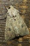 Anarta trifolii