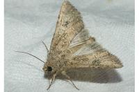 Anarta trifolii