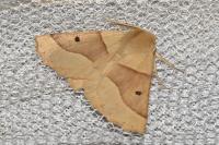Crocallis elinguaria