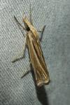 Ancylolomia tentaculella