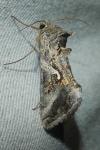 Autographa gamma