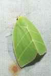 Bena bicolorana