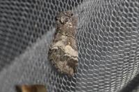 Drymonia querna