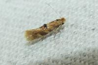 Bucculatrix ulmella