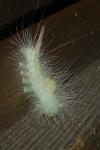 Calliteara pudibunda