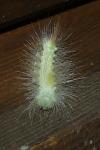 Calliteara pudibunda