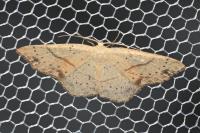Cyclophora punctaria