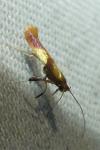 Caloptilia