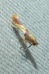 Caloptilia