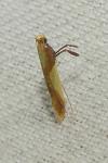 Caloptilia