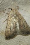Caradrina clavipalpis