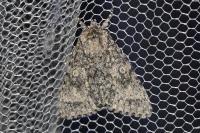 Acronicta megacephala