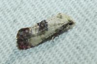 Cochylis posterana