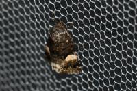 Tyta luctuosa