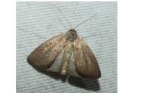 Coenobia rufa