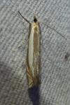 Crambus pascuella