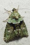Cryphia algae