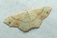 Cyclophora punctaria