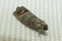 Cydia pomonella