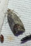 Cydia splendana