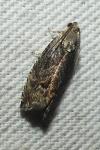 Cydia splendana