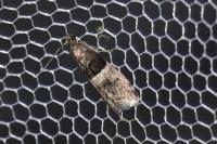 Elegia similella