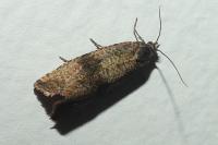 Celypha striana