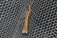 Ancylolomia tentaculella