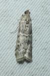 Dioryctria