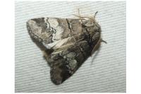 Drymonia querna