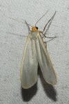 Eilema caniola