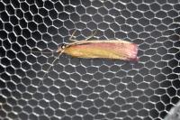 Oncocera semirubella