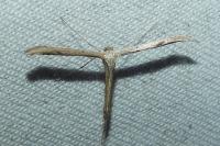Emmelina argoteles/monodactyla