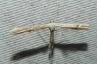 Emmelina argoteles/monodactyla