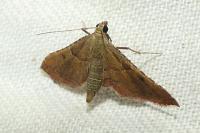 Endotricha flammealis