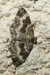 Epirrhoe alternata