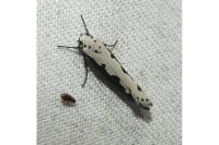 Ethmia bipunctella