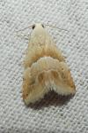 Eublemma parva