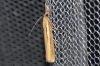 Agriphila tristella