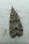Eudonia mercurella