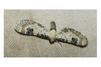 Eupithecia centaureata