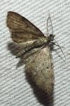 Eupithecia virgaureata