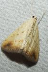 Evergestis extimalis