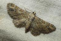 Gymnoscelis rufifasciata
