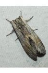 Harpyia milhauseri