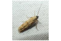 Homoeosoma sinuella
