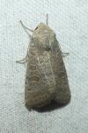 Hoplodrina ambigua