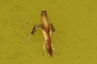 Caloptilia robustella