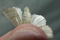 Hoplodrina ambigua