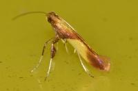 Caloptilia robustella